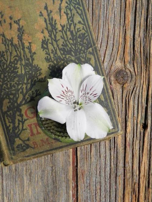 VIRGINIA WHITE ALSTROEMERIA